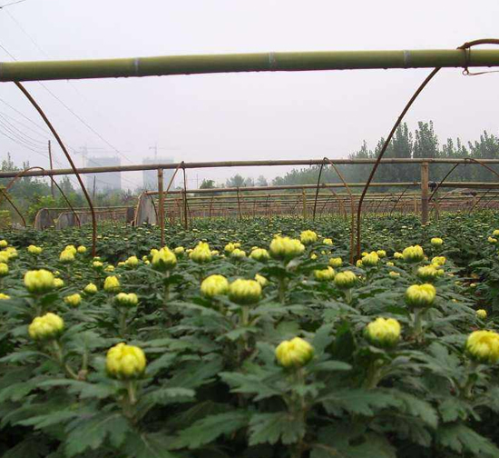 菊花種苗基地